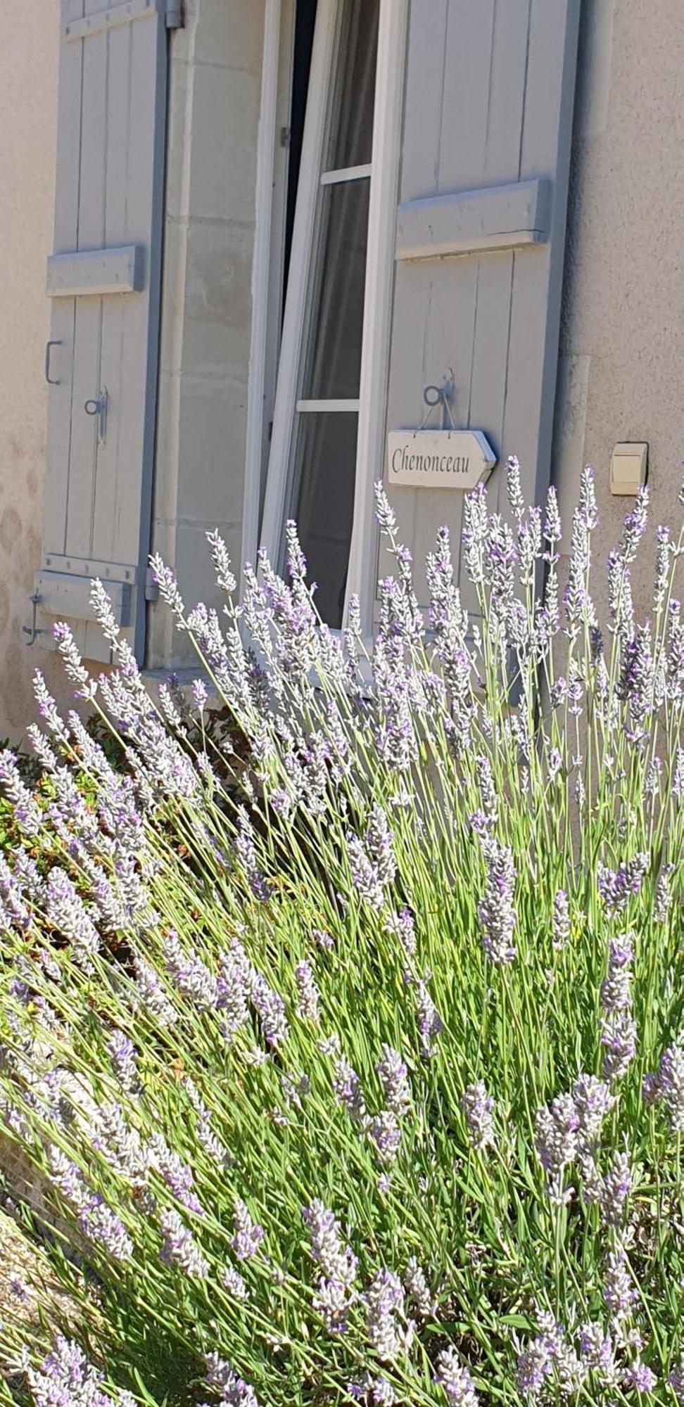 Le Clos De La Rousseliere Francueil Pokój zdjęcie